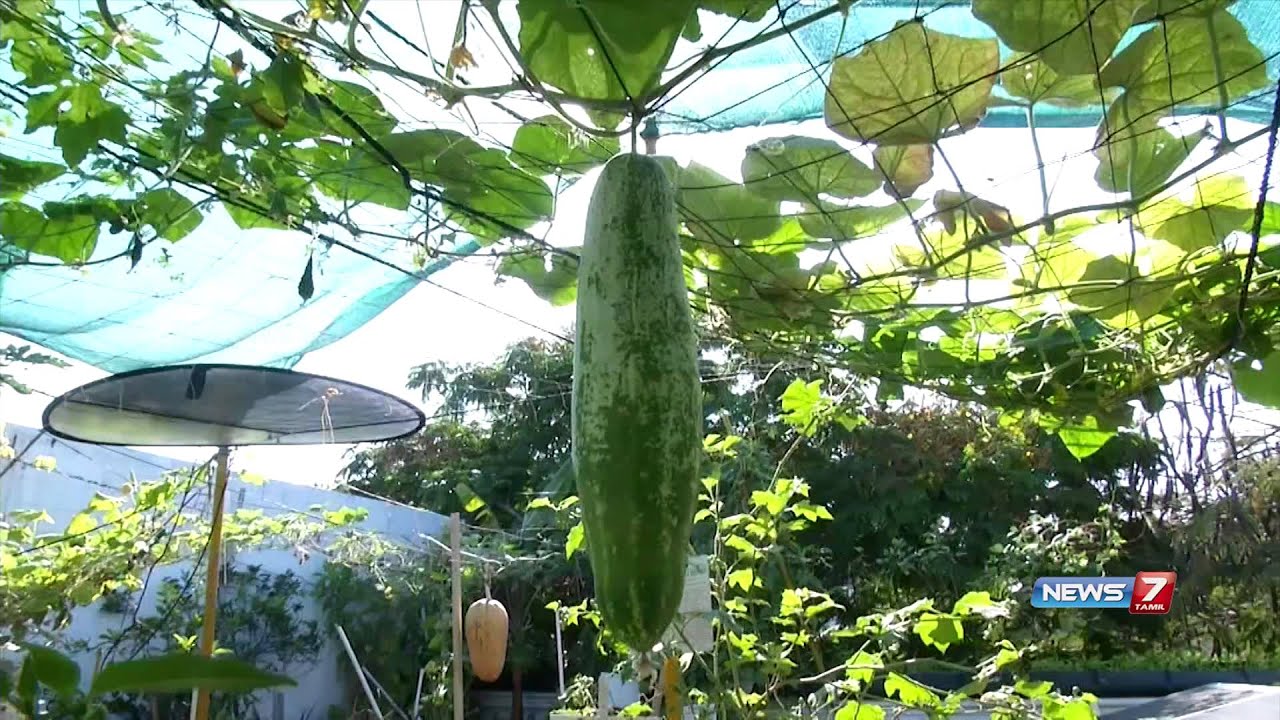 Grow creeper & climber Plants on your Terrace Garden | Poovali | News7 Tamil