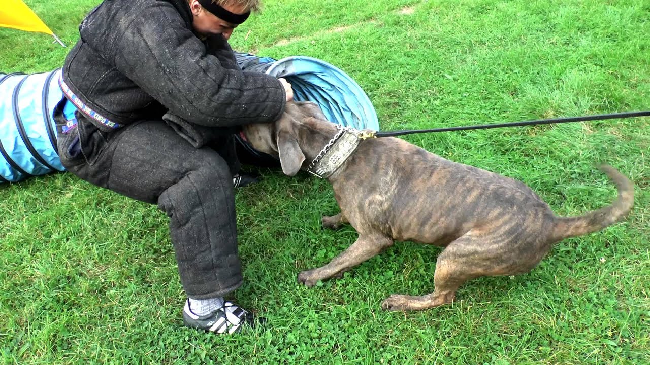 Cane Corso Bandog Protection Dog