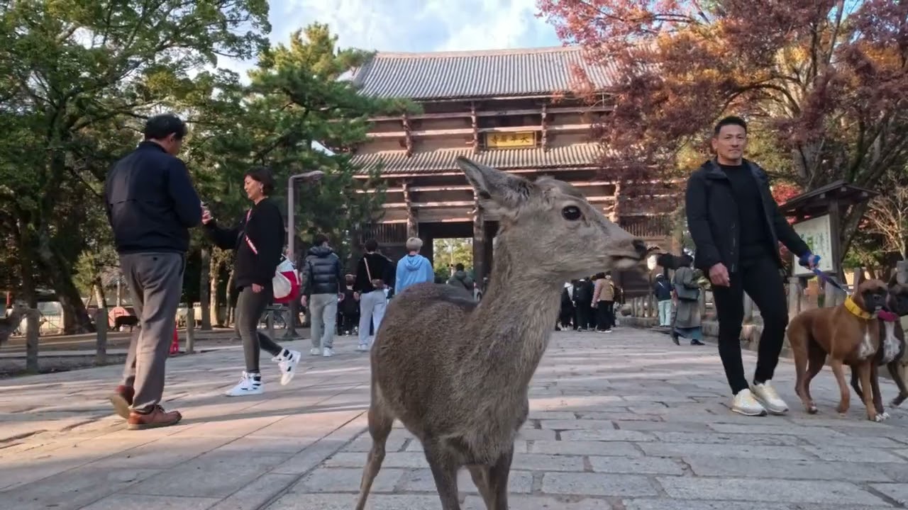 Osaka Day 4