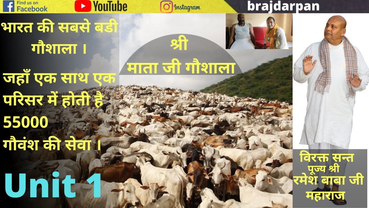 माताजी गौशाला बरसाना - ब्रज की सबसे बड़ी गौशाला- जहा होती है 55000 गायों की सेवा | mataji gaushala l