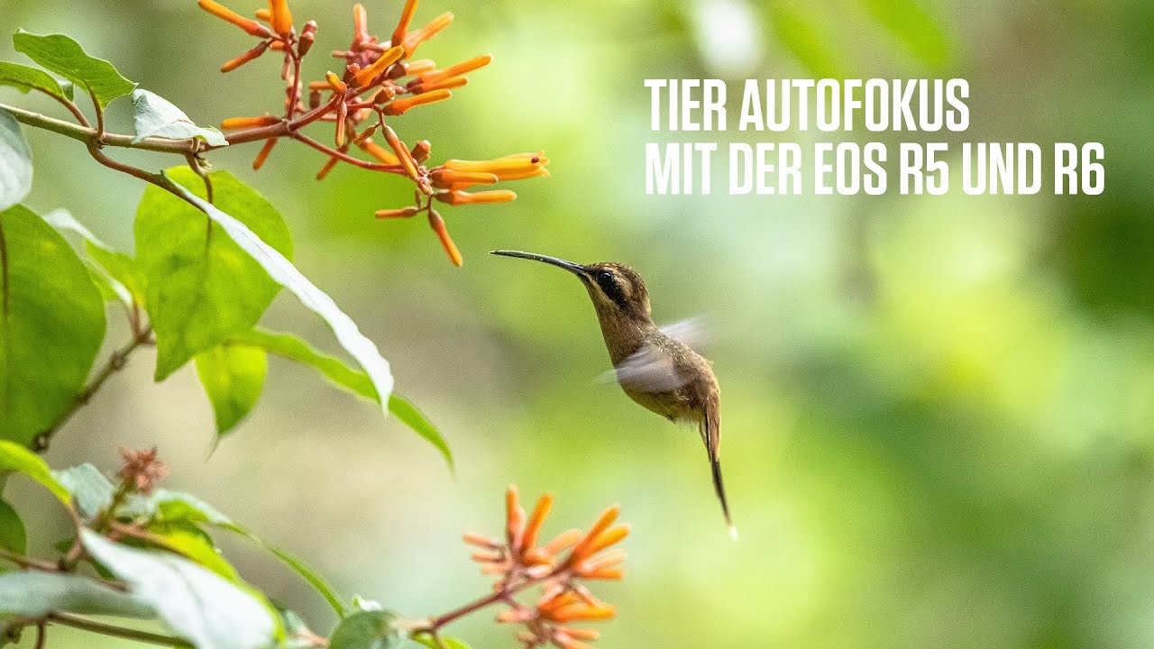 Canon Academy Hack: Die Tiererkennung des Augen-AF bei EOS R5 und EOS R6