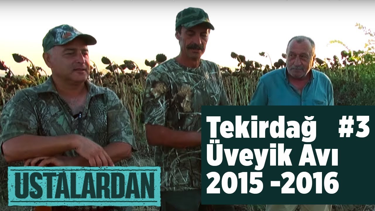 Ustalardan - Tekirdağ Üveyik Avı 3 -2 (2015 -2016 ) - Yaban Tv - Turtle dove Hunting turtledove