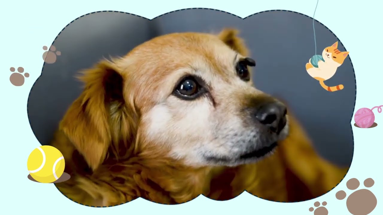 A língua dos animais é o amor 