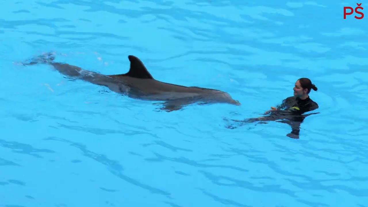 Loro park - Dolphin show (Tenerife 2025)