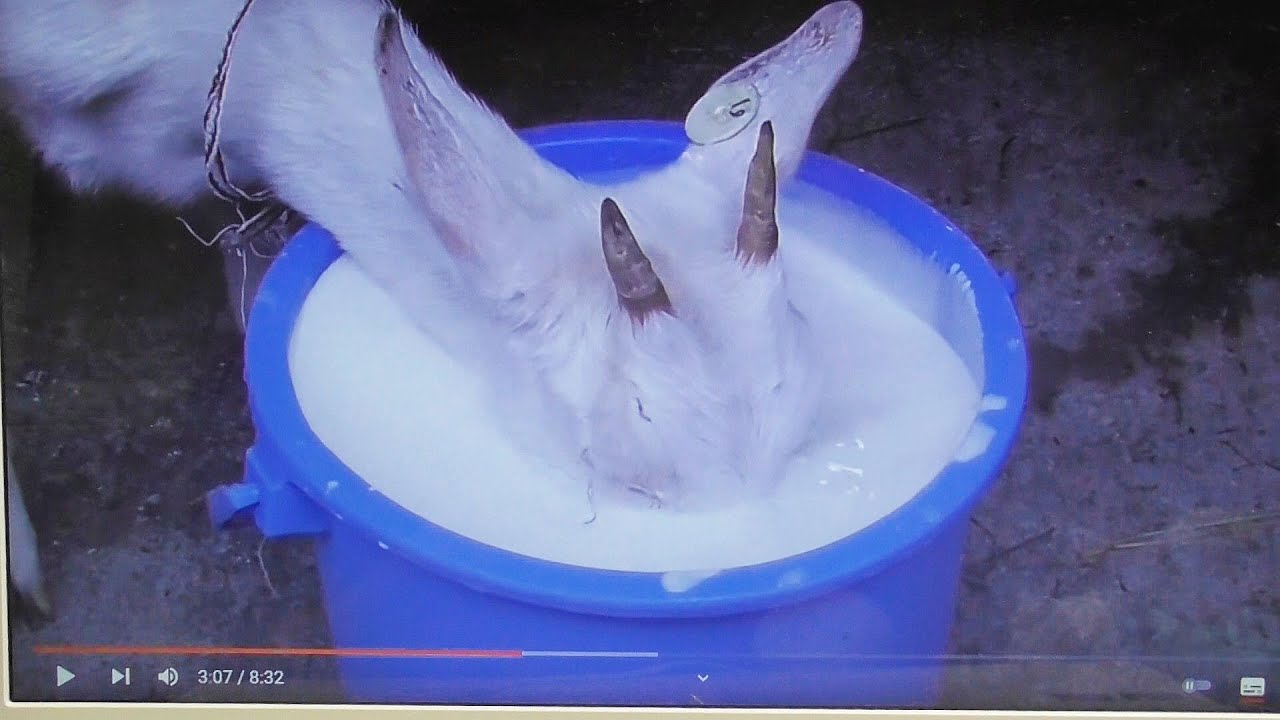 ミルクがぶ飲み！！バケツに顔を突っ込みまくりな子ヤギ。十勝千年の森チーズ工房、2018年8月31日。
