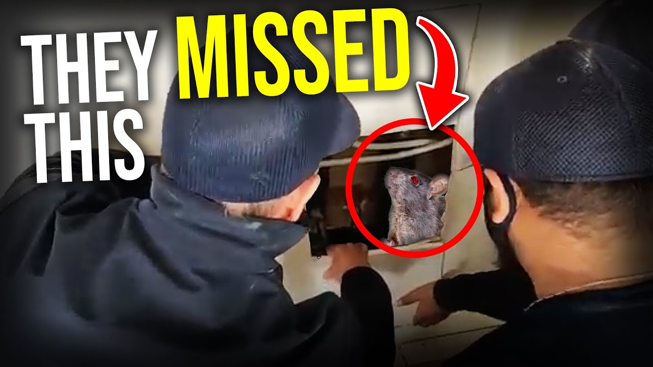 BIG RODENT FIND behind the wall... the BEST WAY TO GET RID OF RATS AND MICE..