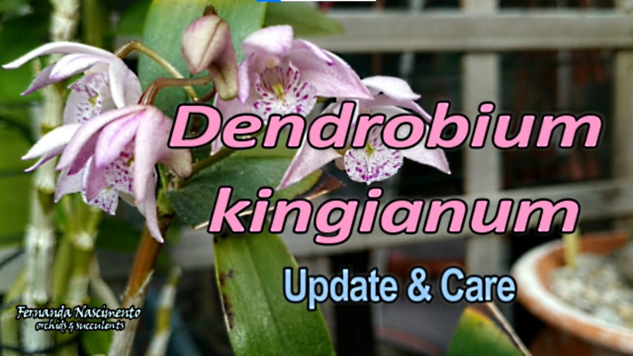 Dendrobium kingianum - Culture &Care #CareCollab  LEGENDAS em PORTUGUÊS