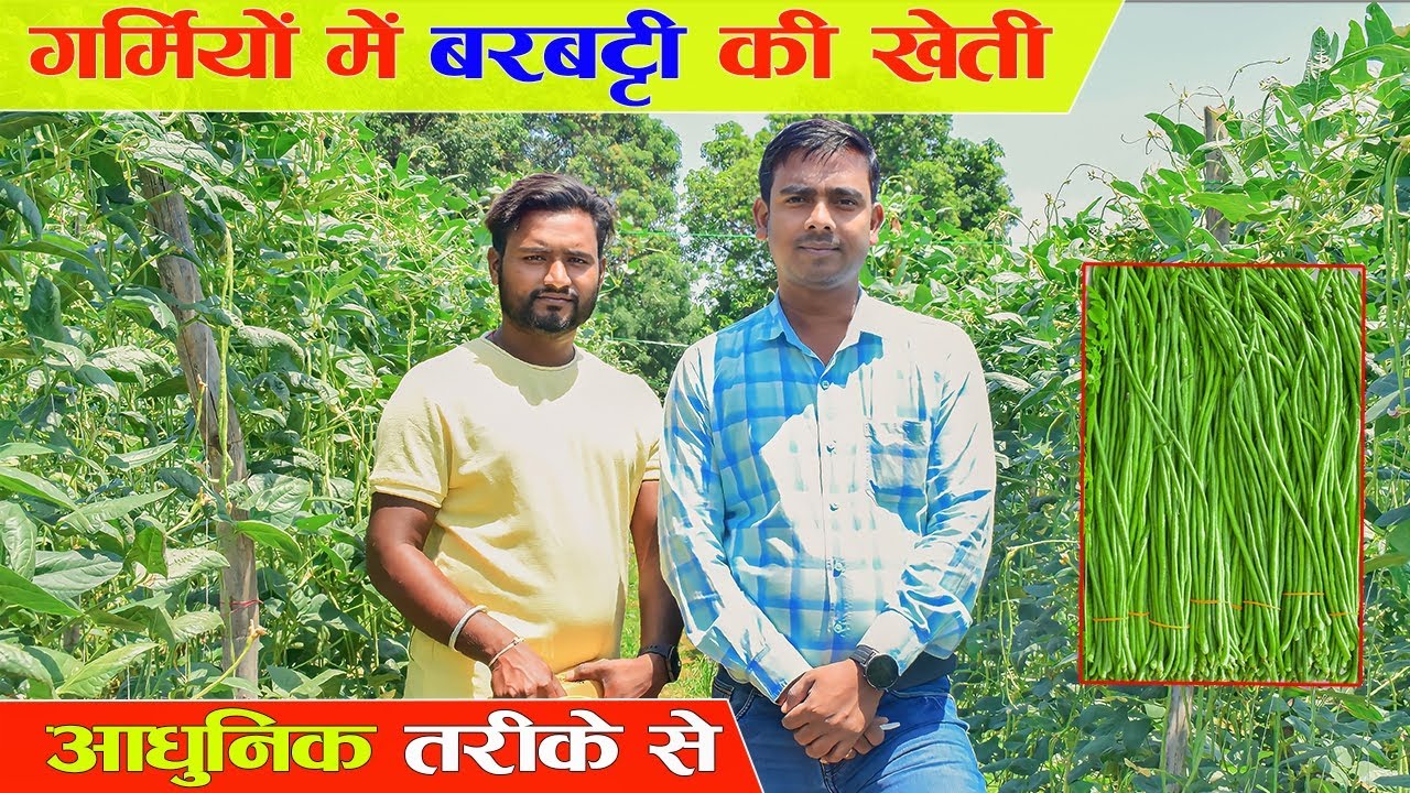 अप्रैल में बरबट्टी की शानदार खेती 👌 | Long Beans Farming | कम लागत में अधिक मुनाफे वाली खेती