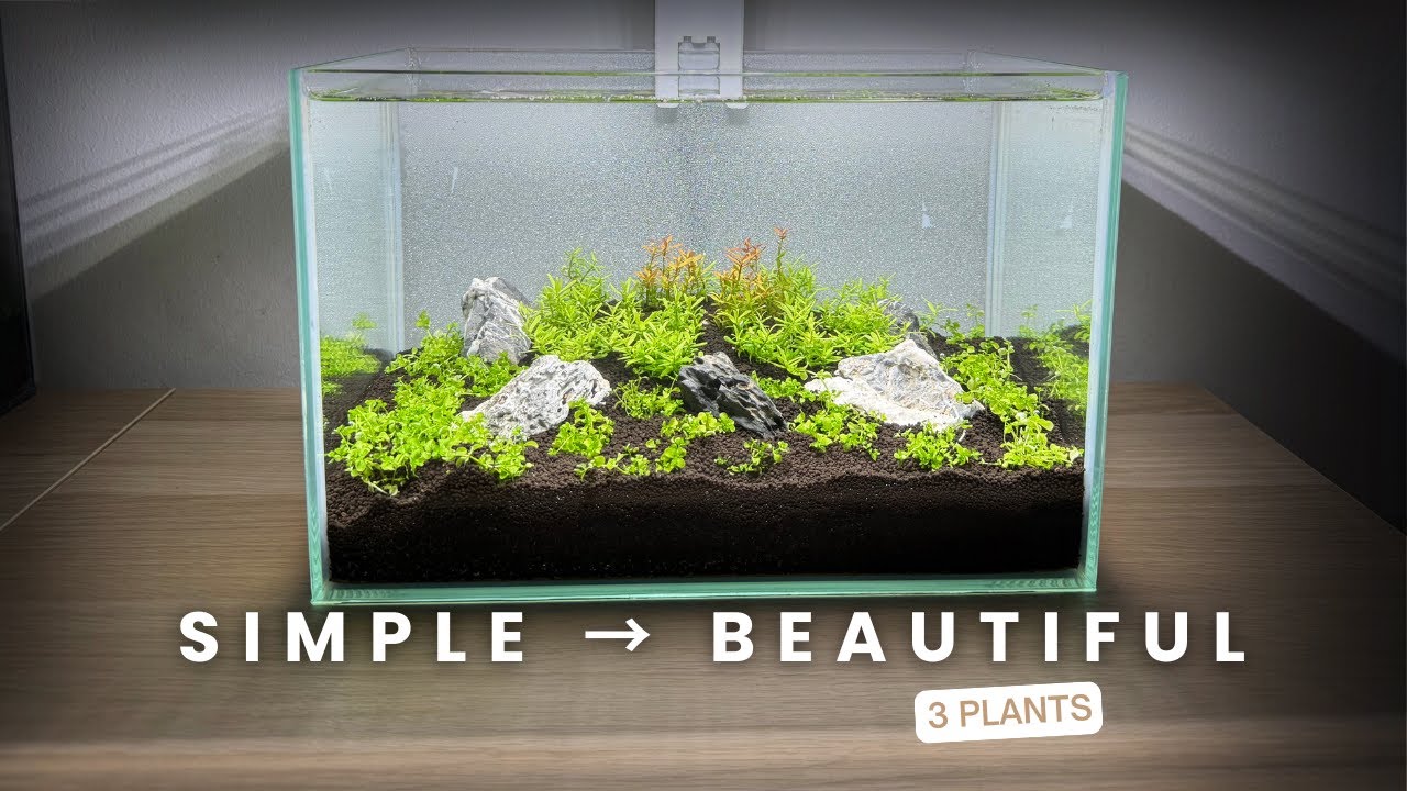 Only 3 Plants in a Nano Aquascape… Here’s the Result