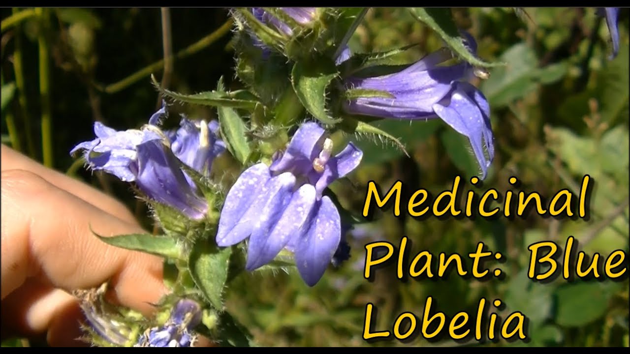 Blue Lobelia Identification