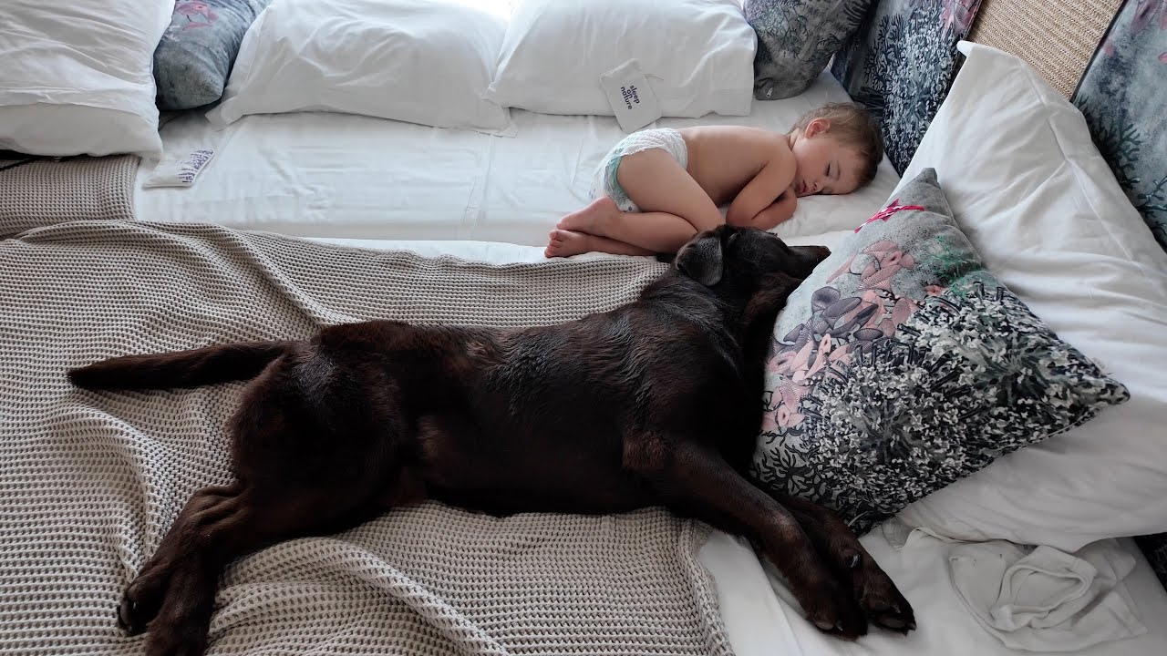 Toddler Can’t Sleep Without His Giant Dog’s Snoring