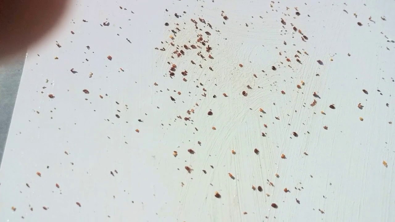 12-Lutte biologique contre Varroa-VI-Hiver