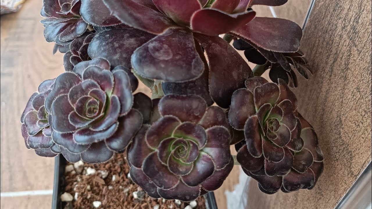 İzmir yolcusu güzellerim🥰❤ #sukulentsatışı #keşfet #succulent #sukulent #aeoinum #çiçek