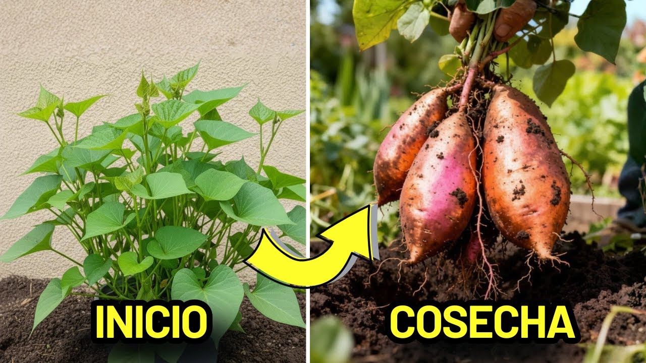Maximiza tu Cosecha de CAMOTE, Cultiva Tubérculos, No Hojas