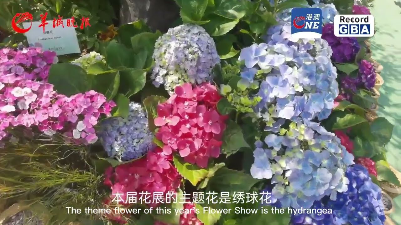 Enjoy the four-season flower garden scenery at the Hong Kong Flower Show2023