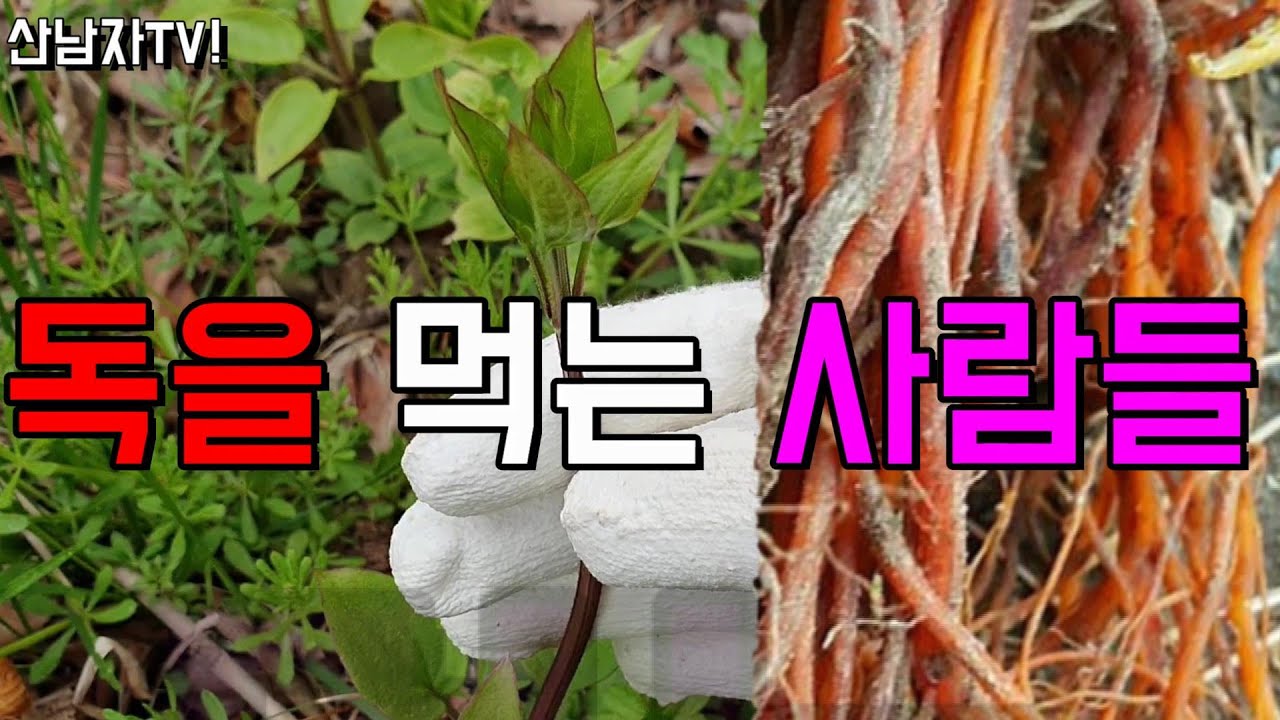 독을 먹는 사람들 암유발 신장손상 꼭두서니 천초 천초근 봄나물 독초 독약 산남자 약초 버섯 산행 자연 항암 건강