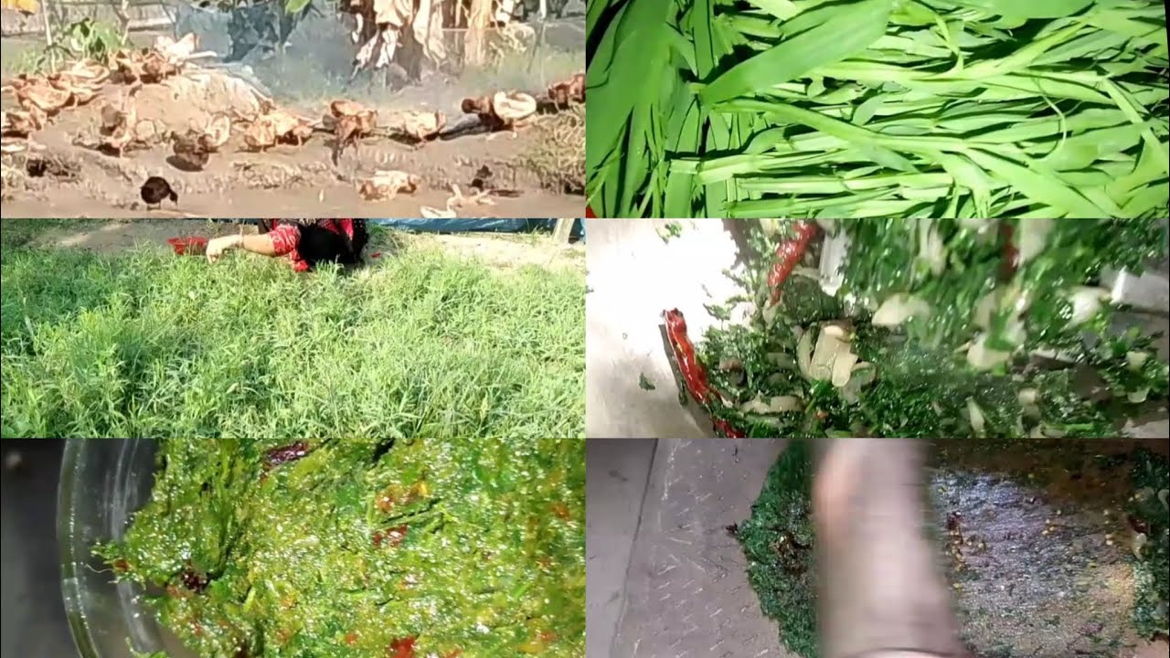 নিজের হাতে চাষ করা কোলাই শাকের ভর্তা #vairalvideo #vorta #village @MyCookingChannel13-b9d 