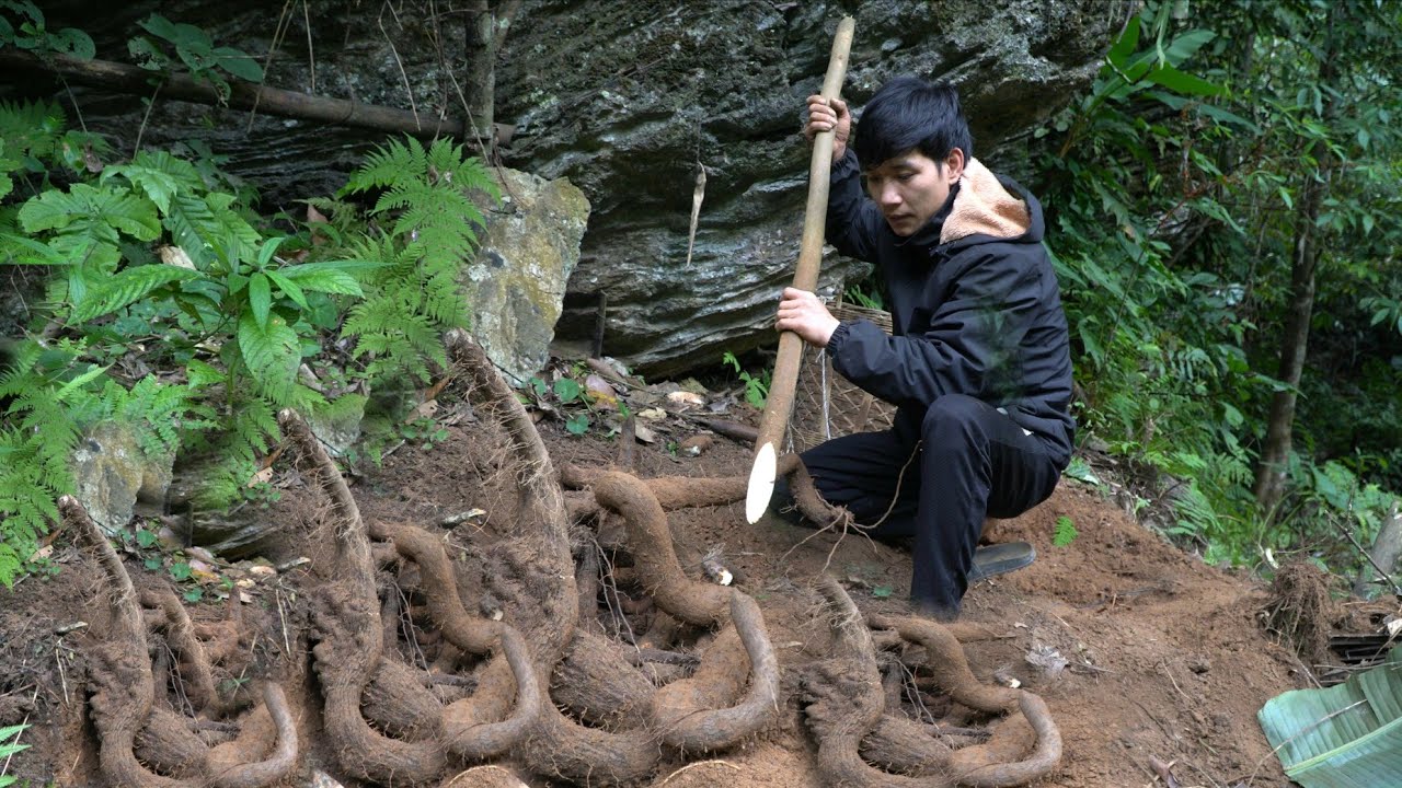 Wild tubers: Seemingly ordinary ingredients but surprisingly delicious - Triệu Văn Tính