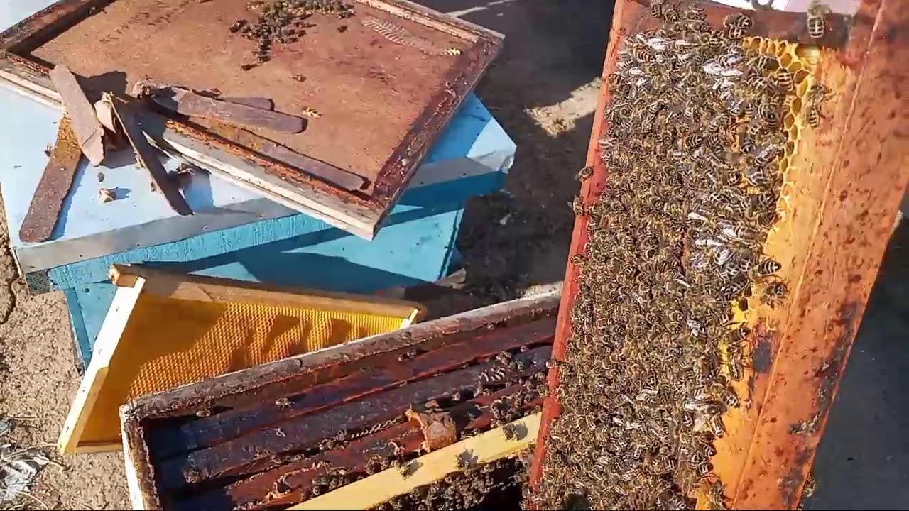 Examinando un posible pie de cría