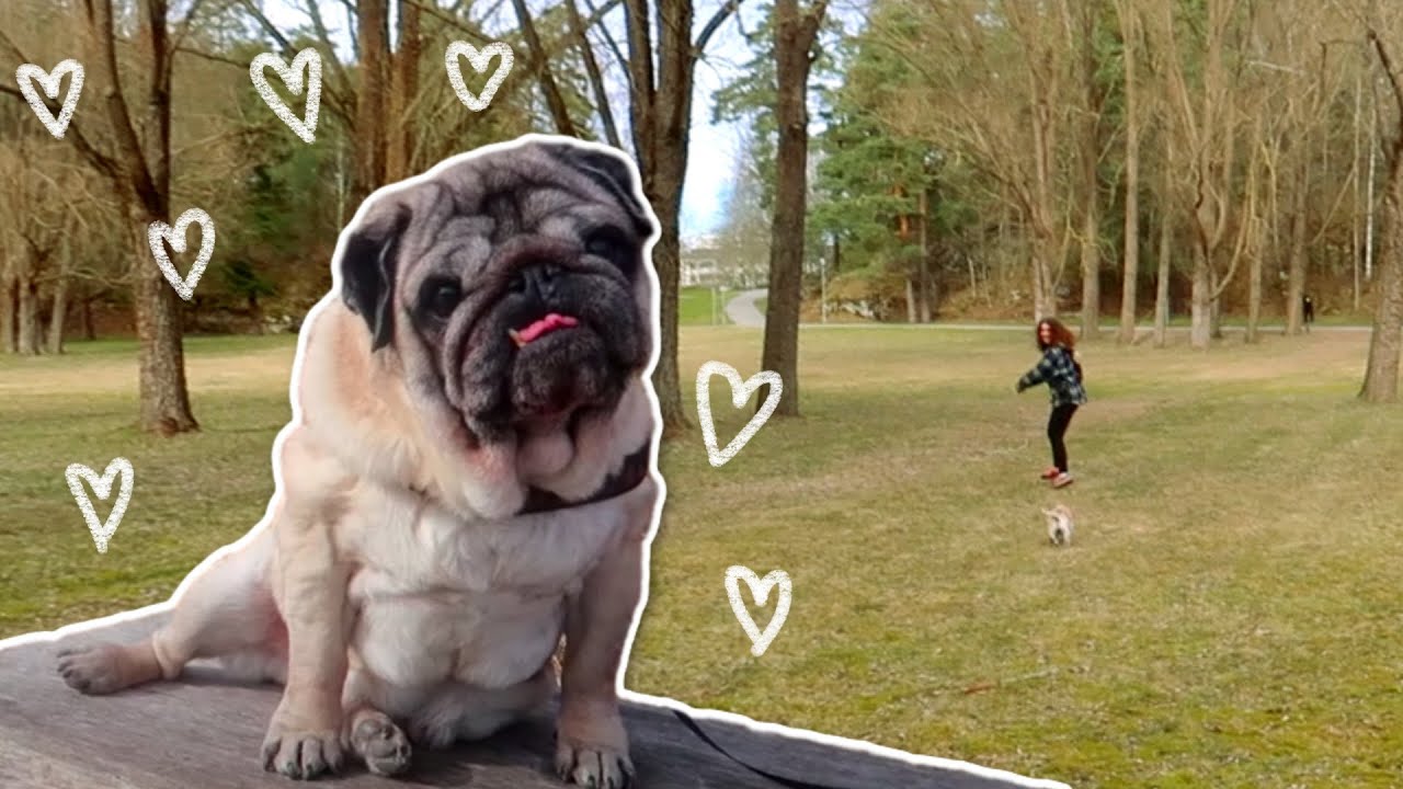 Lisas födelsedag (promenad och tugg i 8 minuter)