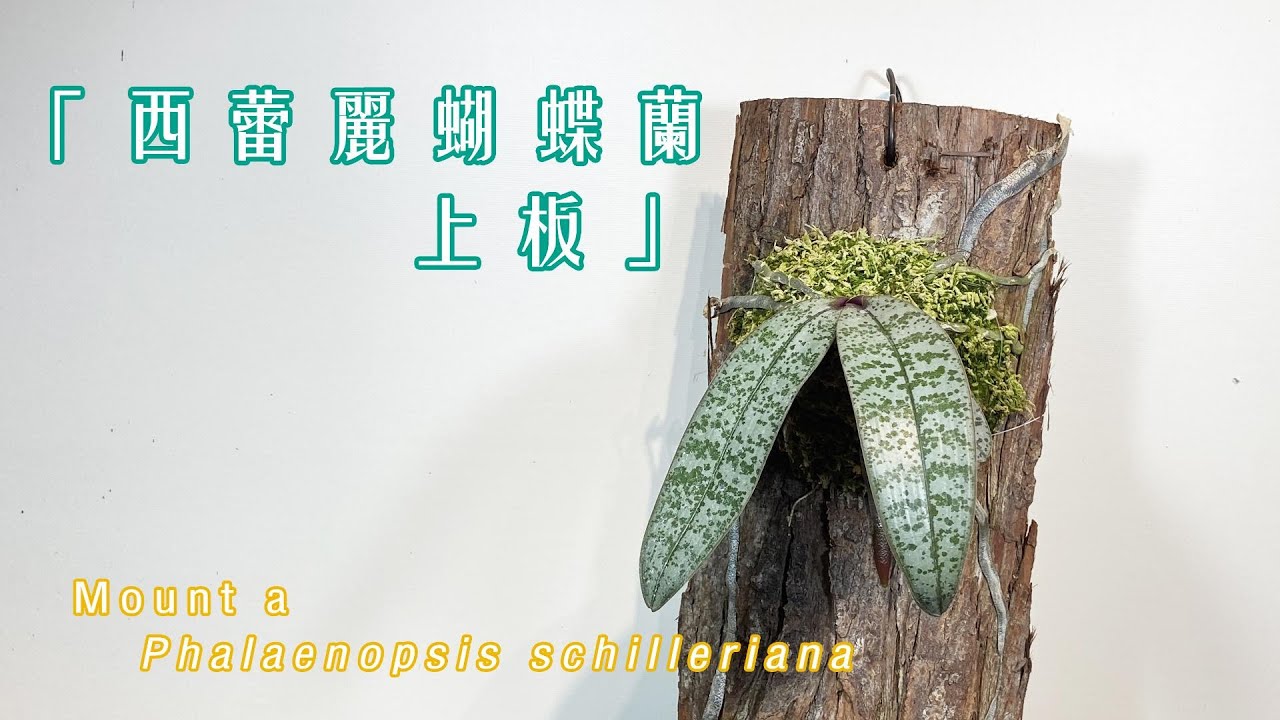 斑葉蝴蝶蘭！西蕾麗蝴蝶蘭上板操作！ Mount a phalaenopsis schilleriana!