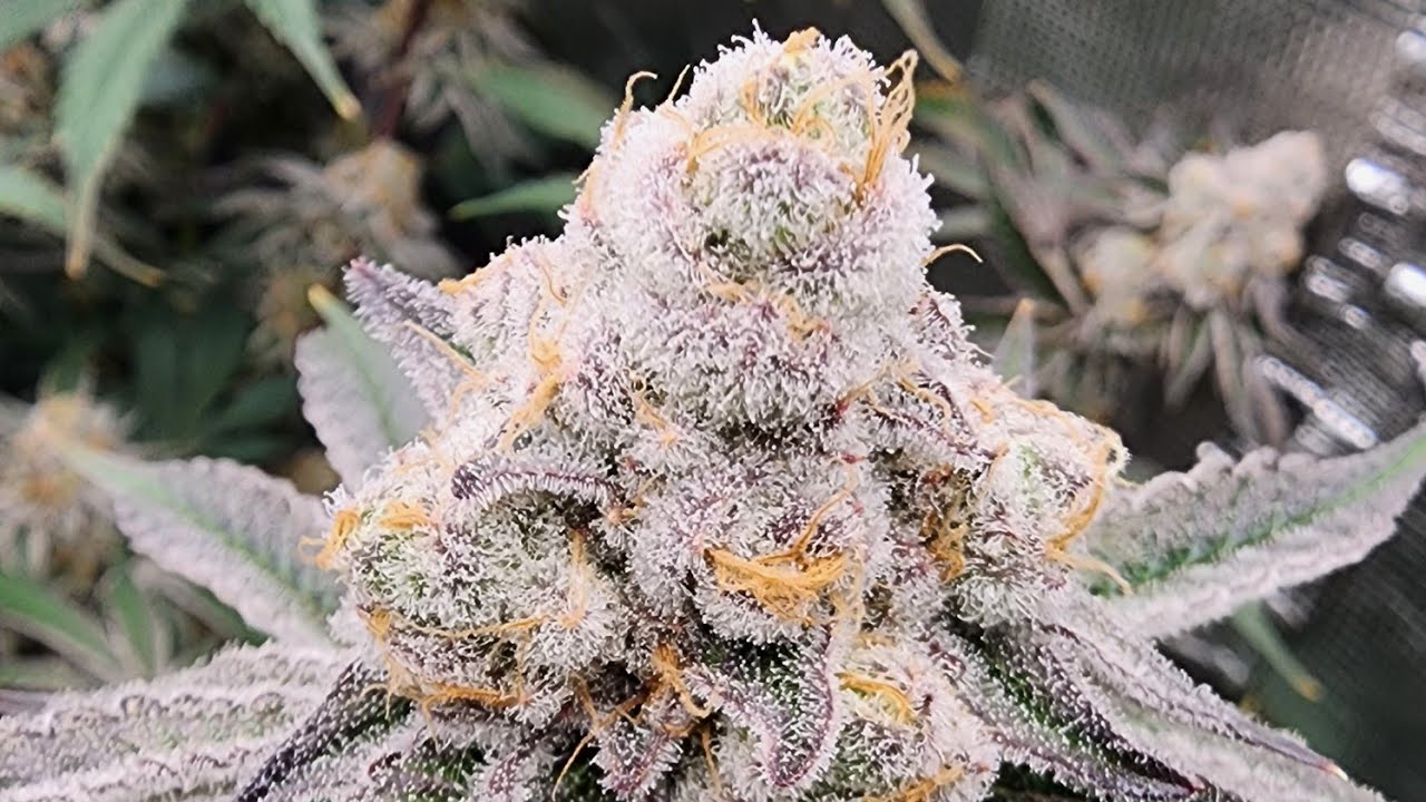 Gaia Green. Autopot system. 3x3 Mars Hydro FC-4800. Inhouse genetics platinum purple candy.
