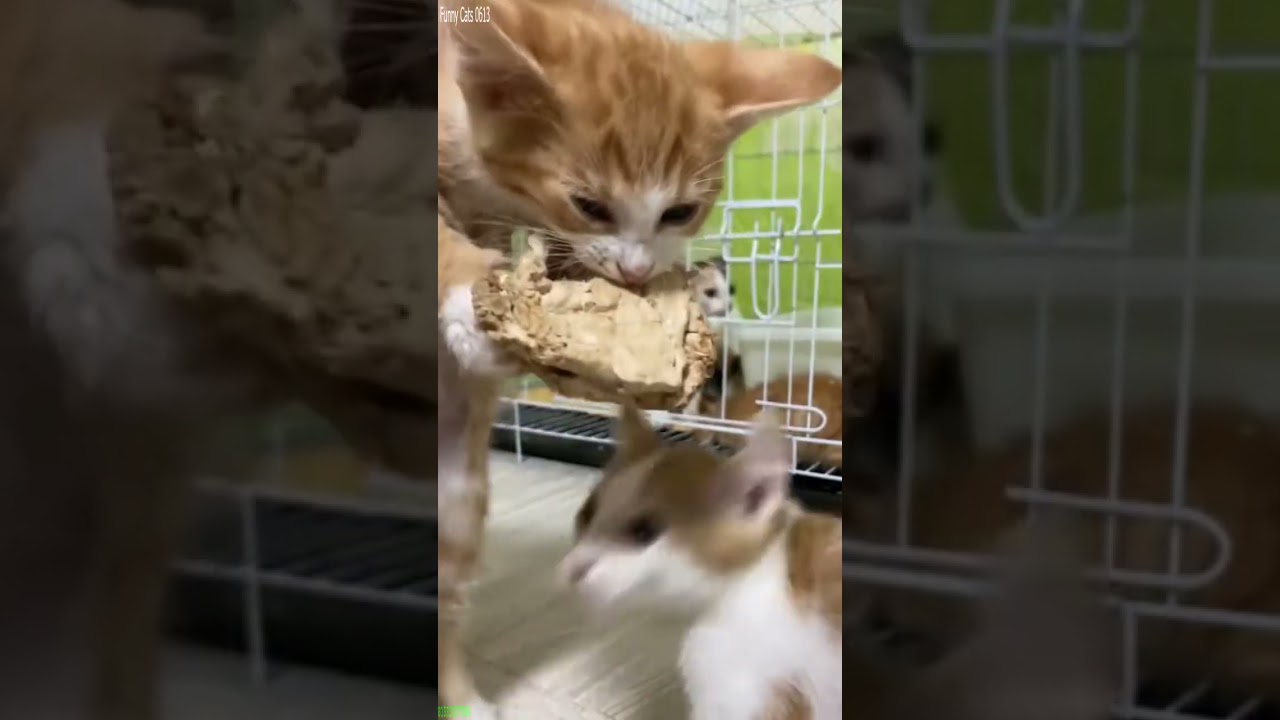Cat Lover 🙀 Cat Fight 🐱 # Episode 7510