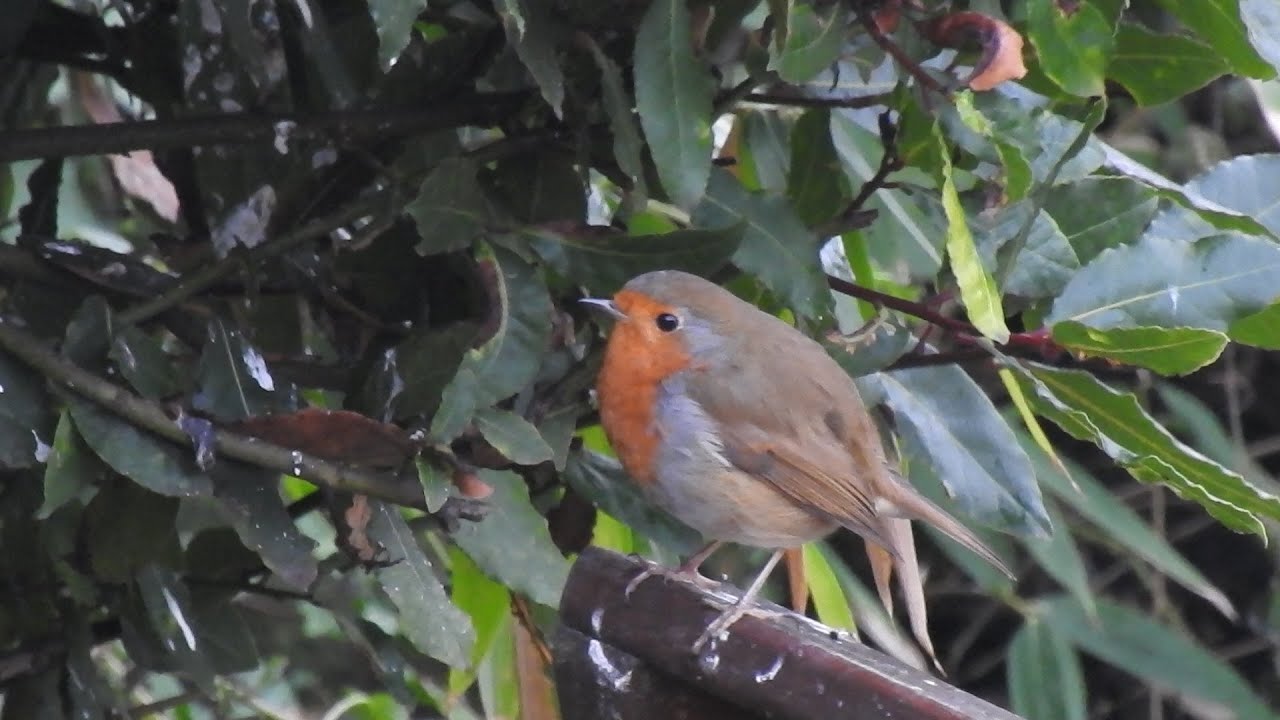 Wild birds in my Garden. Feed the birds UK 08 01 26