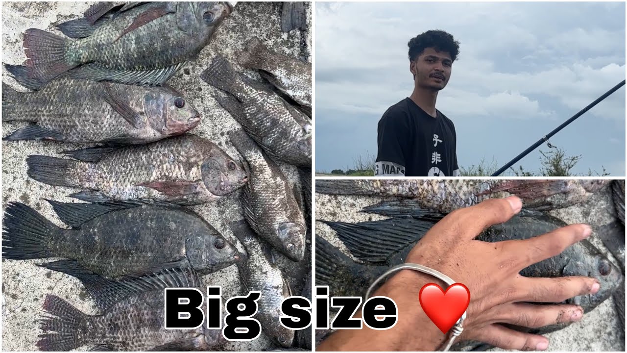 10kg + Big Size Tilapia Fishing in Gulbarga ❤️| Gulbarga Fishing | 