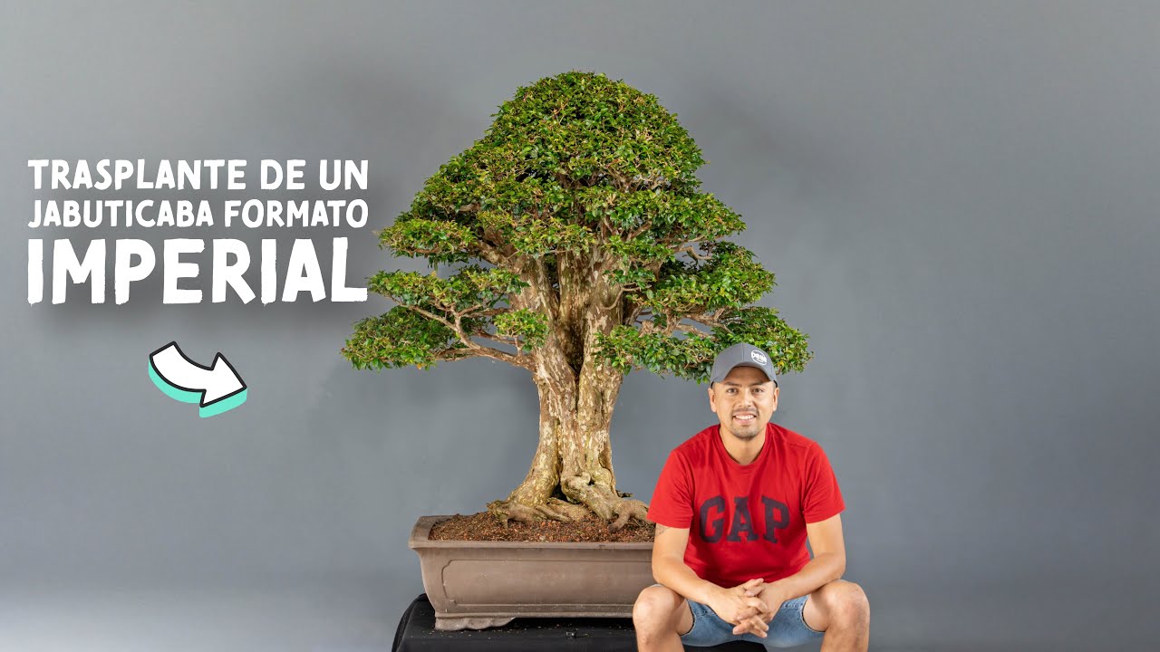 Trasplante de un Jabuticaba Formato Imperial