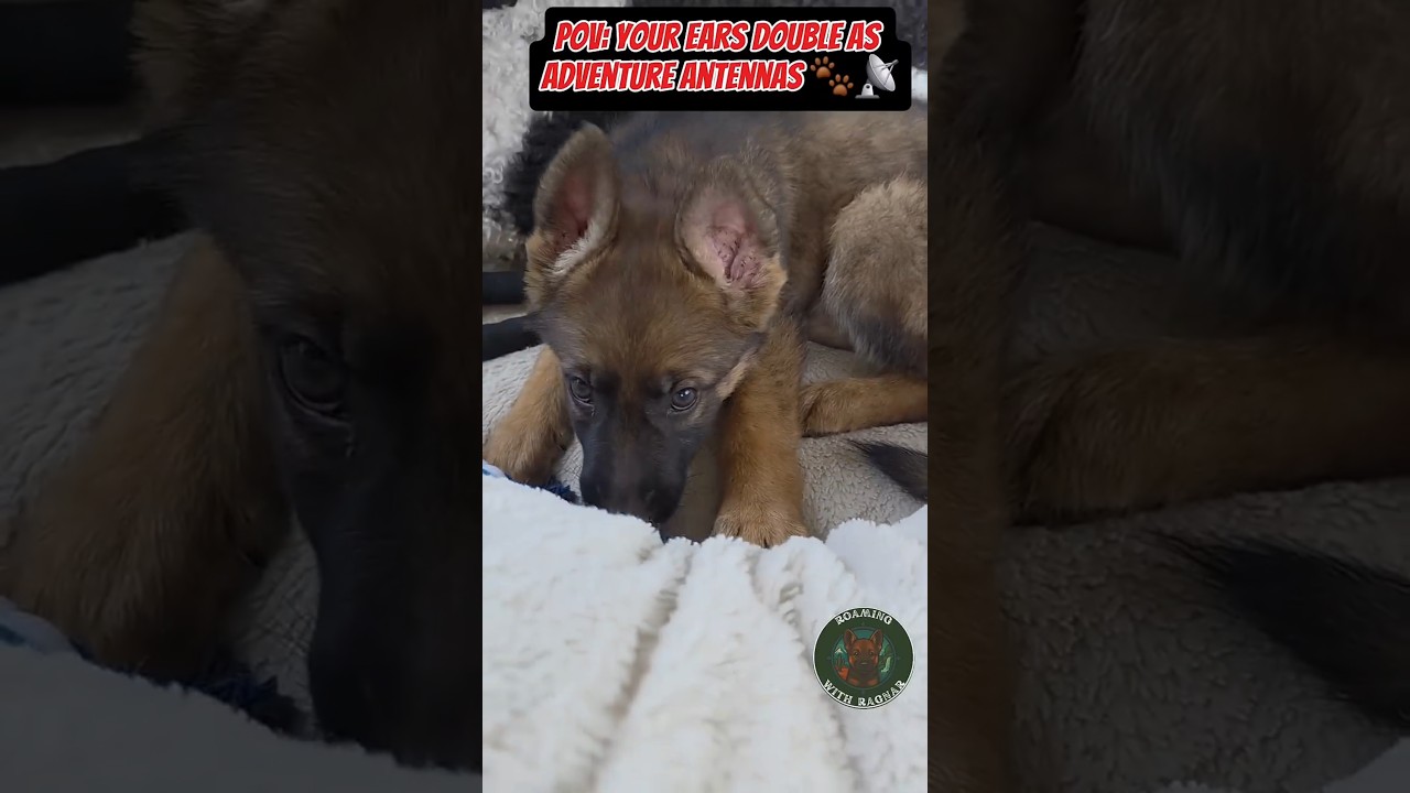 Big EARS for BIG adventures- Ragnar’s puppy curiosity is adorable!
