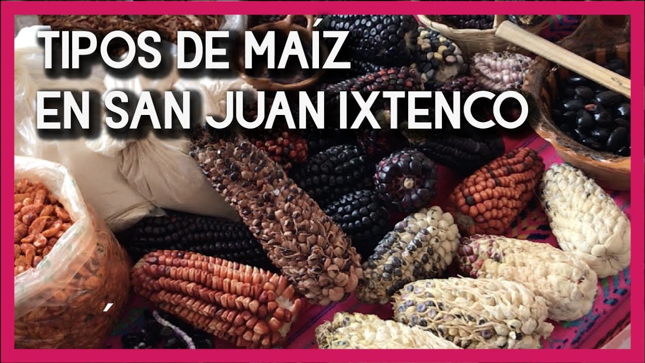 Tipos de maíz en San Juan Ixtenco, Tlaxcala