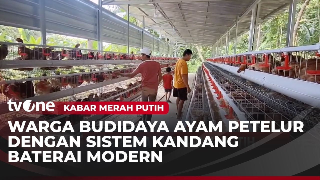 Warga Ikut Program Ayam Merah Putih Sebagai Penyuplai Bahan Baku MBG | Kabar Merah Putih