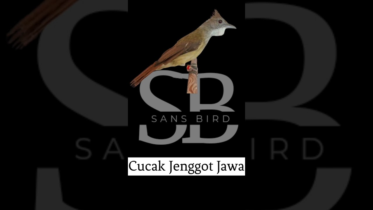 Masteran besetan pedas