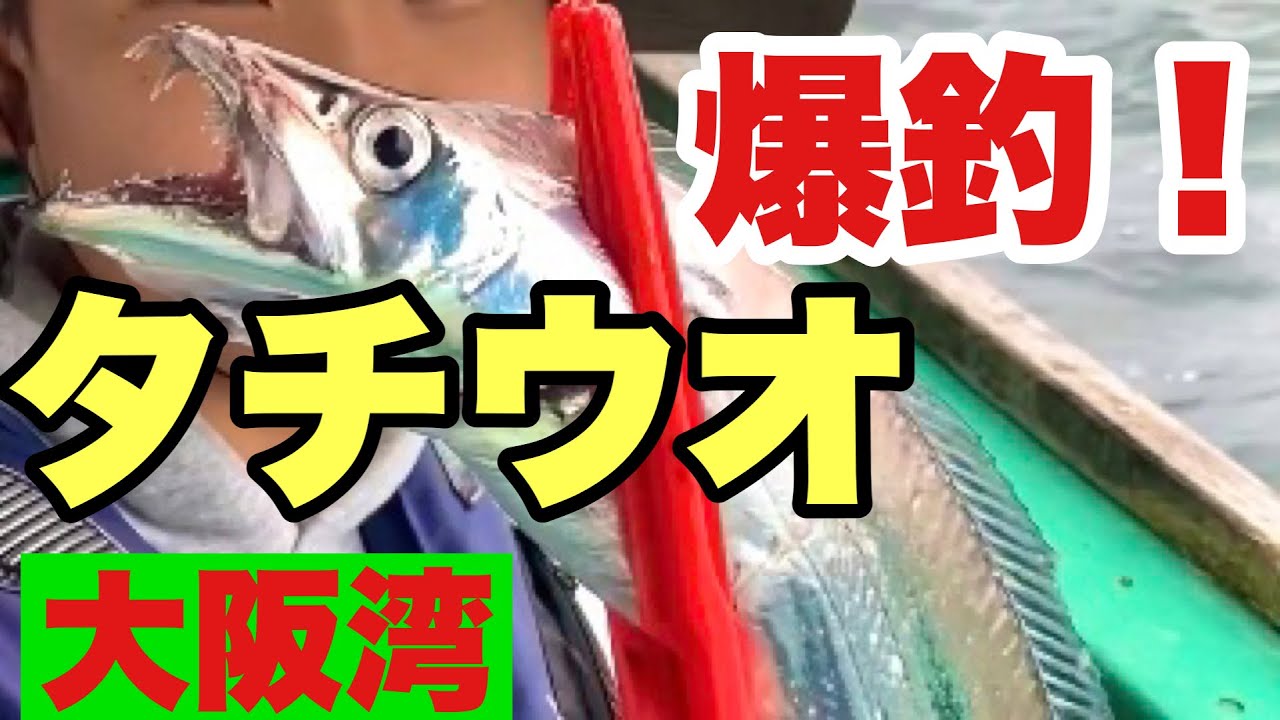 爆釣！タチウオ　大阪湾