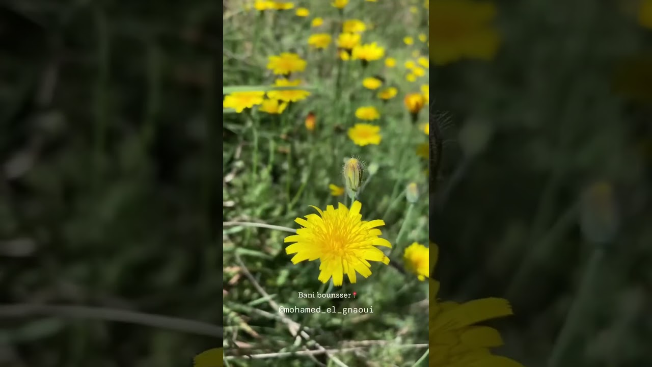 A wonderful view in Sanhaja Al-Rif #travel #lifeisbutadream #reels #nature #summer #youtubeshorts