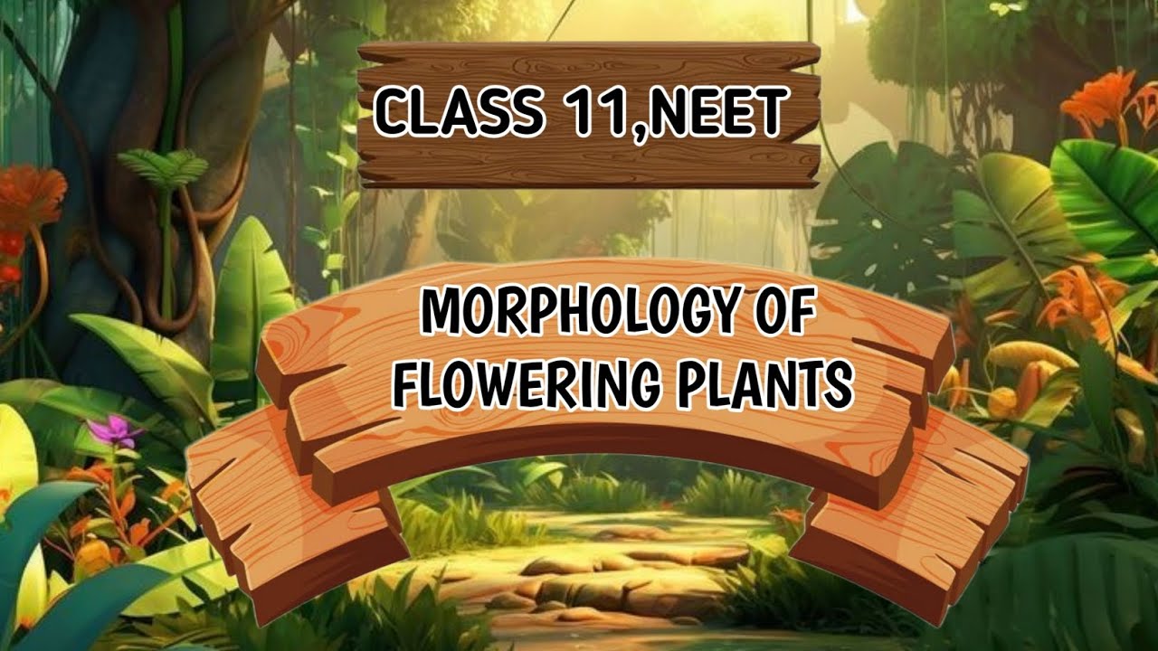 Morphology Of Flowering Plants |Lecture 2 |Class 11th |NEET 