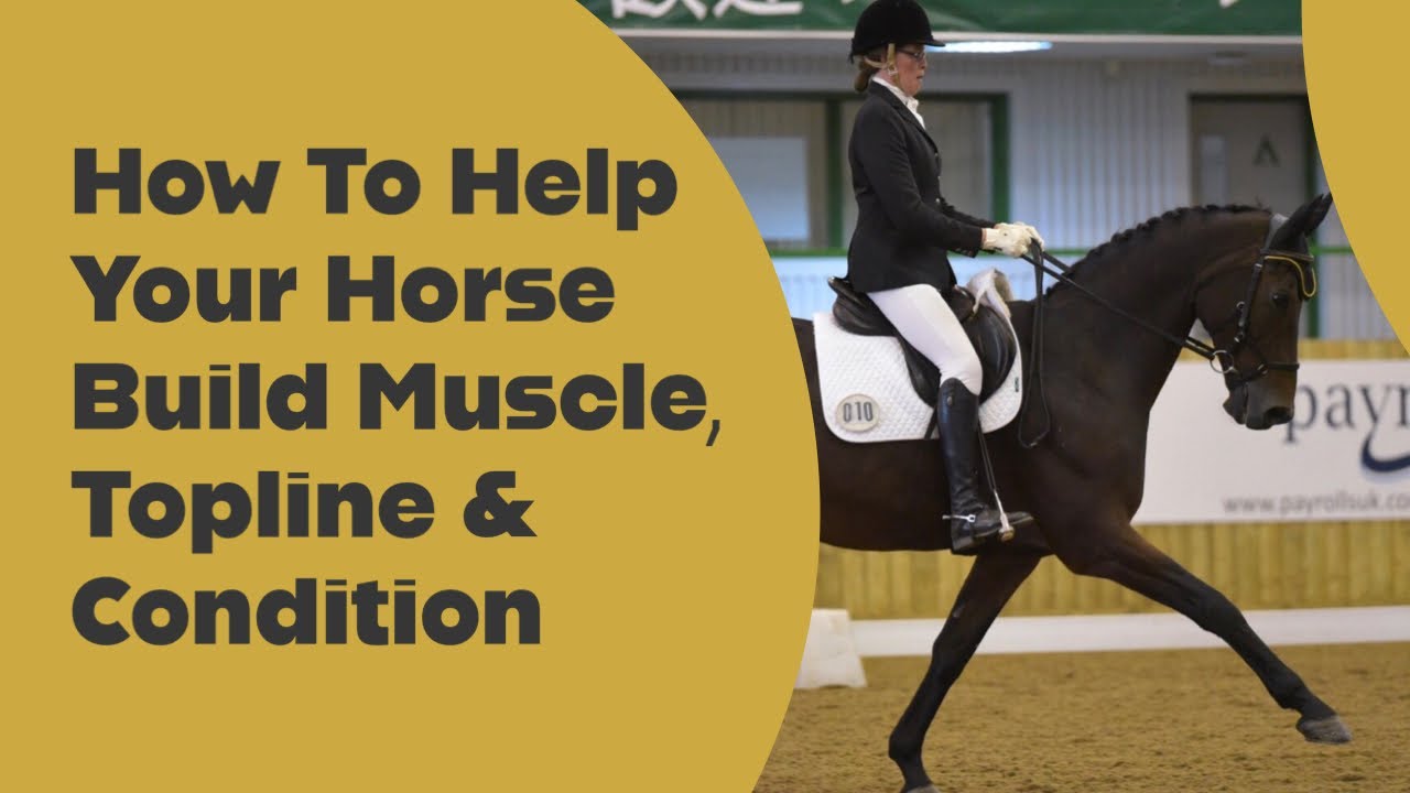 How To Help Your Horse Build Muscle, Topline & Condition.|Equestrian Vlog