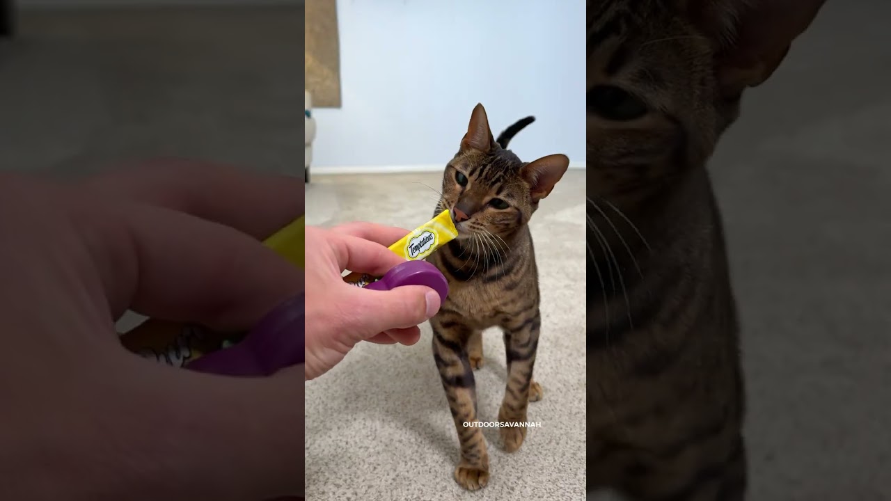 How I Shoulder Trained My Cat 🐈 #cat