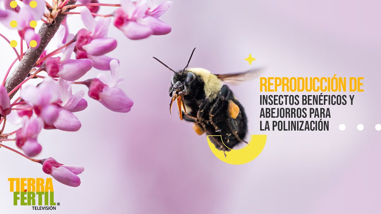 TIERRA FÉRTIL Tv-  Insectos benéficos y abejorros para la polinización (02.07.22)