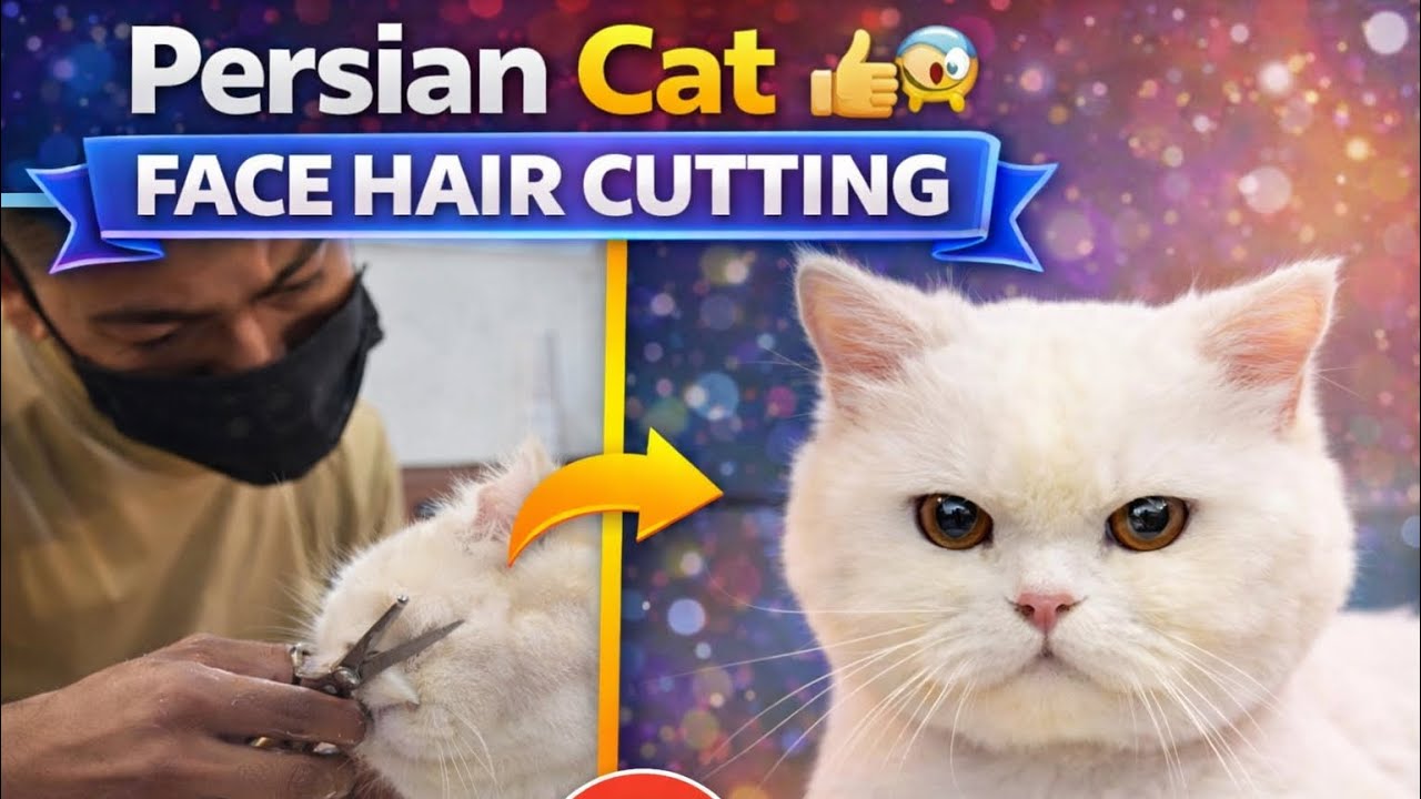 Persian Cat Face Hair Cutting || Satisfying Grooming Transformation