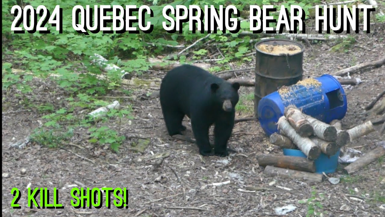 My first BLACK BEAR! | Quebec Black Bear hunt