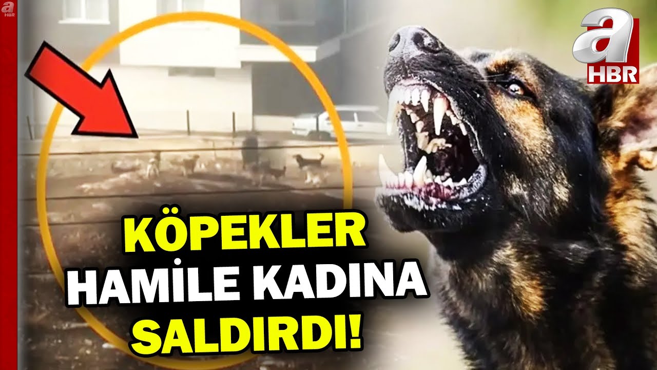 Köpek Kabusu Mahalleliyi Bezdirdi... Köpekler Hamile Kadına Saldırdı! | A Haber