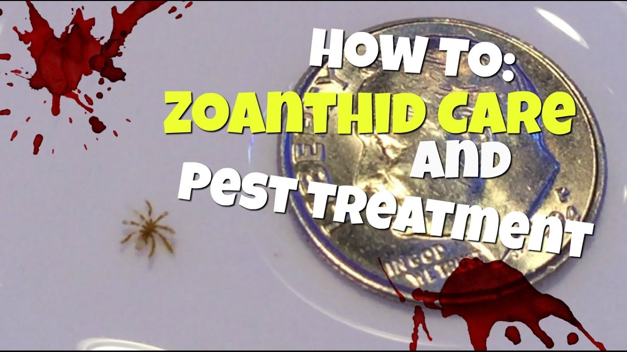 How To: Zoanthid Care and Pest Treatment