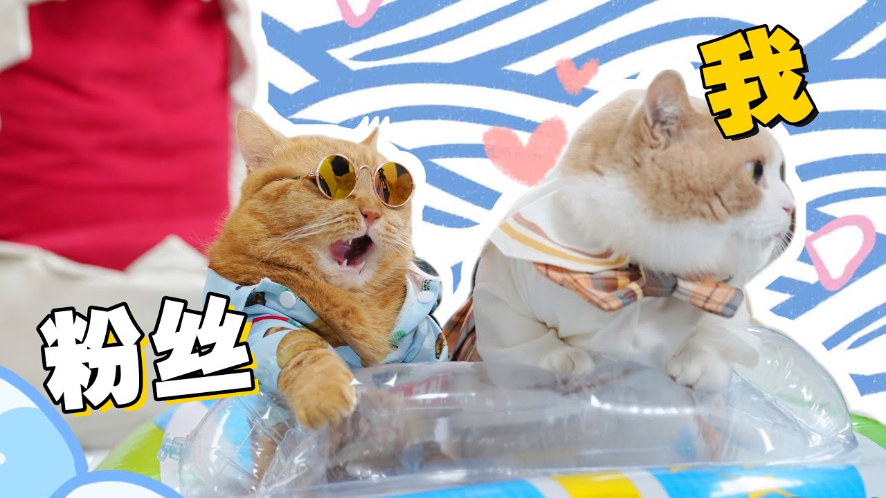 离谱！土豪粉丝太爱我的猫，直接送游艇！【喵来啦】