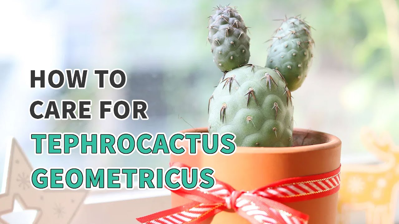 Best tips | How to care for Tephrocactus Geometricus