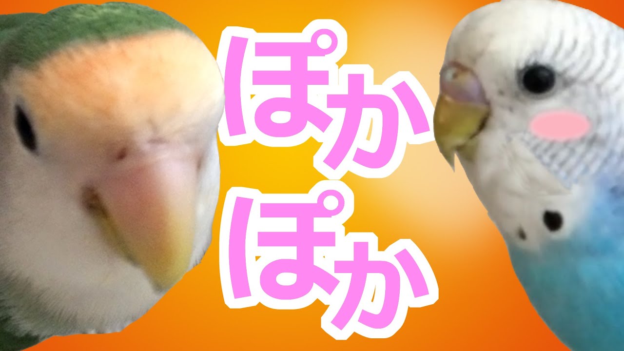 ぽかぽか星人とオレンジ君　セキセイインコ・コザクラインコ　うめ・ぱせり　 Rosy-faced lovebird Agapornis roseicollis Budgerigar Parakeet