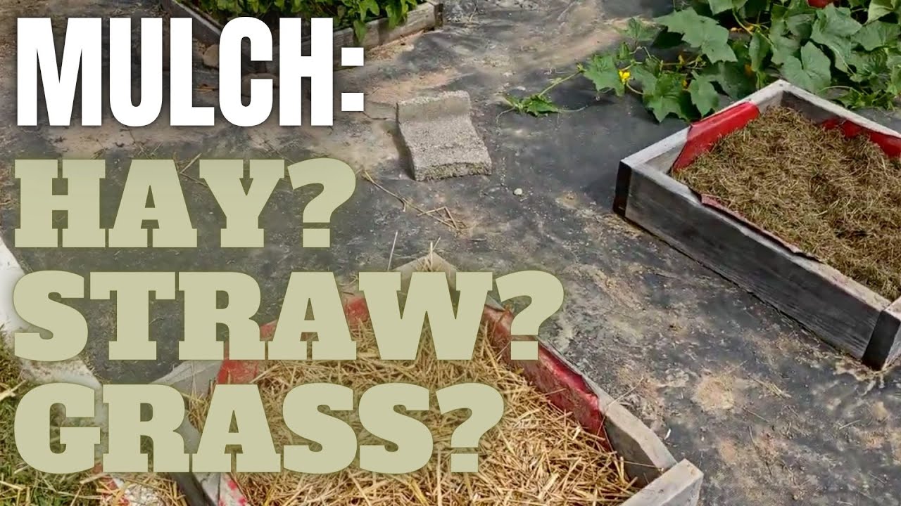 Mulching Experiment