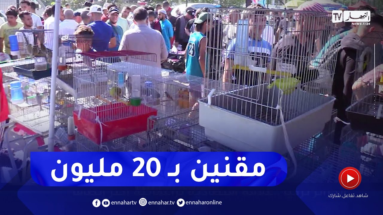 طائر الحسون بـ 20 مليون سنتيم ..   إدمان من نوع خاص