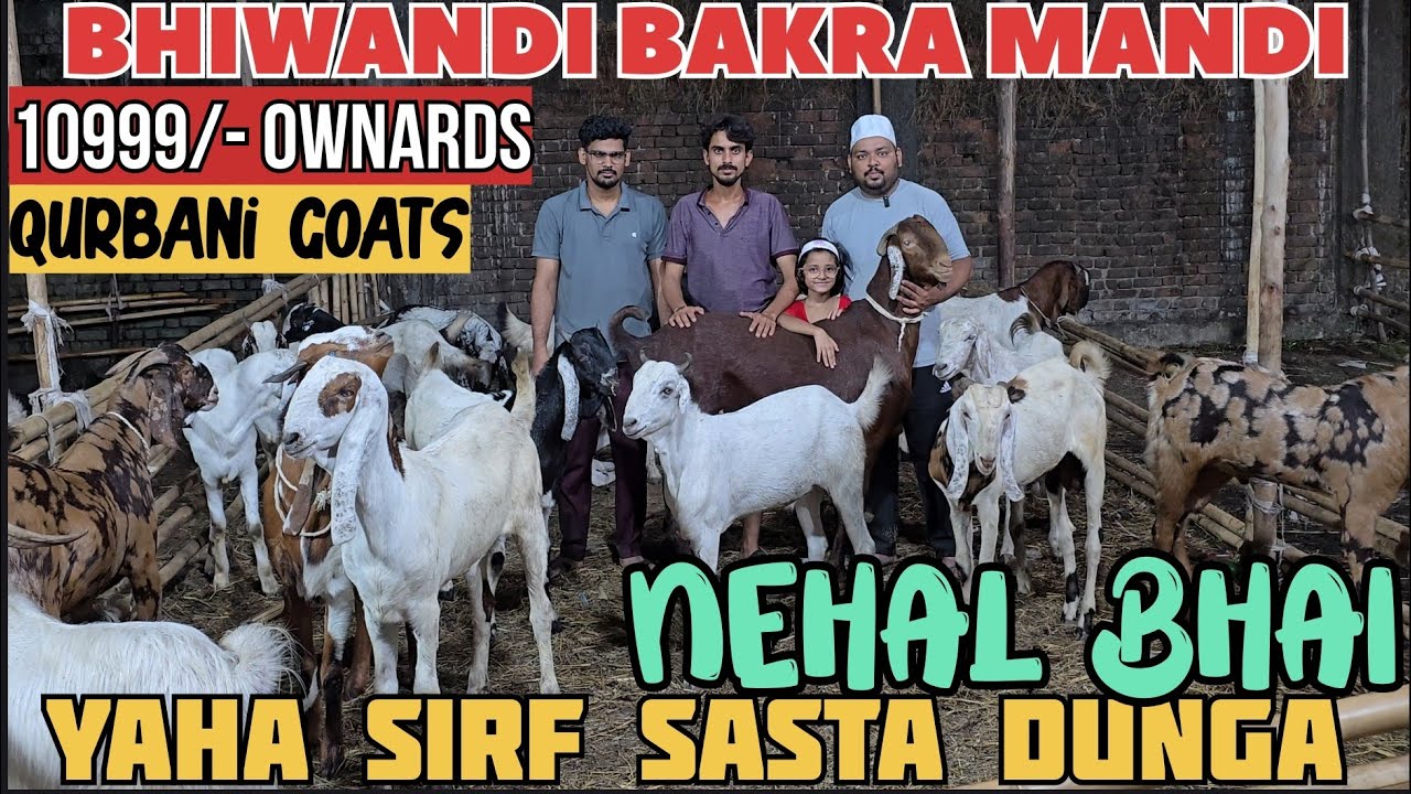 BHIWANDI BAKRA MANDI 2025 || 10999 Sabse Saste Qurbani Goats Chanas Me Looto Nehal Bhai Mumbai ||